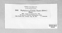 Phyllachora graminis var. graminis image